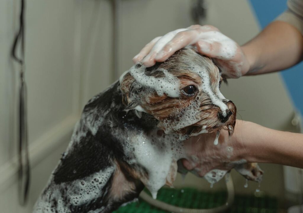 pexels tima miroshnichenko 6131156